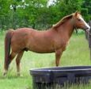 Obrazek