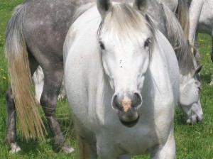 Obrazek